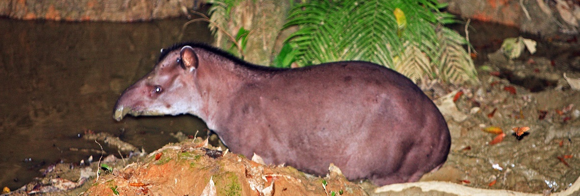 destination-manu-tapir-jungle-peru