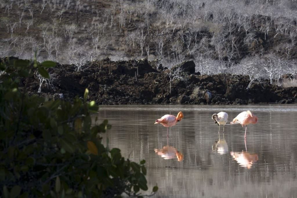 tour-peru-galapagos-Flamingos
